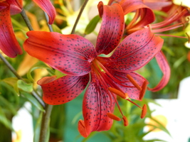 Foto: Dr. Peter Müller